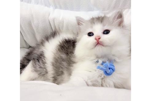 成約済の埼玉県のサイベリアン-19717